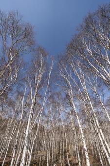 青空に映える春の白樺の森 青空に映える春の白樺の森 白樺,春,長野の写真素材