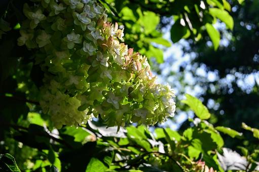 Summer sunlight filtering through the leaves and hydrangeas, JPG