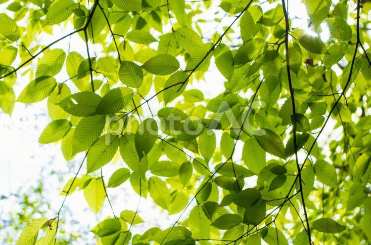 木漏れ日 木漏れ日,新緑,葉の写真素材