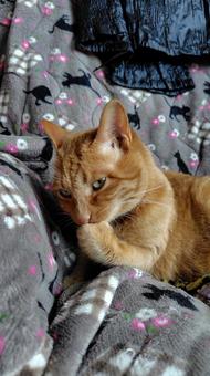 茶トラの毛づくろい ねこ,茶トラ,メス猫の写真素材