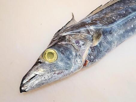 テンジクタチ　頭部 魚,テンジクタチ,鮮魚の写真素材