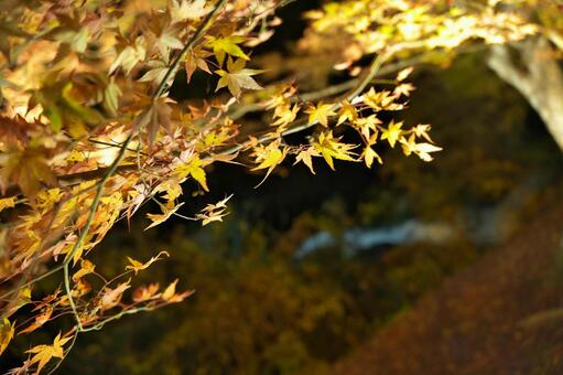 宮崎県三股町の長田峡の紅葉ライトアップ 宮崎県,三股町,長田峡の写真素材