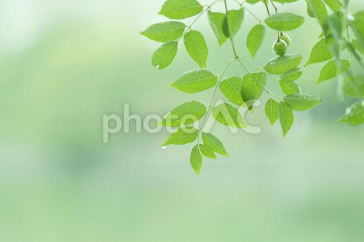 雨上がりの緑 新緑,緑,グリーンの写真素材
