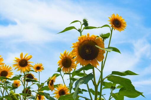 Photo, july, sunny, blue sky, 