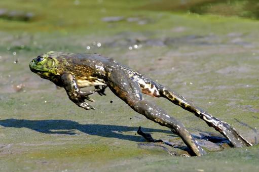 ウシガエルのジャンプ ウシガエルのジャンプ ウシガエル,食用ガエル,カエルの写真素材