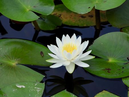 Water Lily, JPG