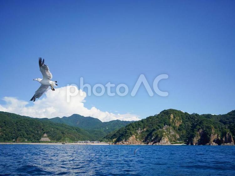 海と空を飛ぶカモメ カモメ,飛ぶ,船の写真素材