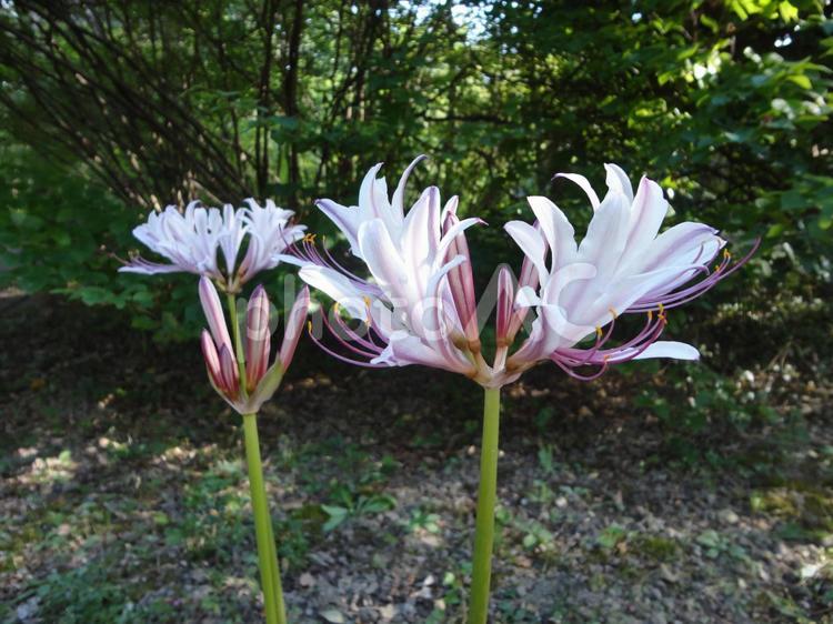 山野に咲くタヌキのカミソリ（狸剃刀）の花 リコリス,ヒガンバナ科,花の写真素材