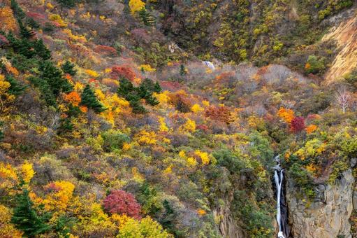 蔵王の紅葉⒅ 蔵王,紅葉,黄葉の写真素材