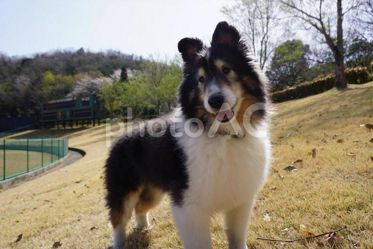 我が家のシェルティ(♀) おでかけ 犬,犬科,ペットの写真素材