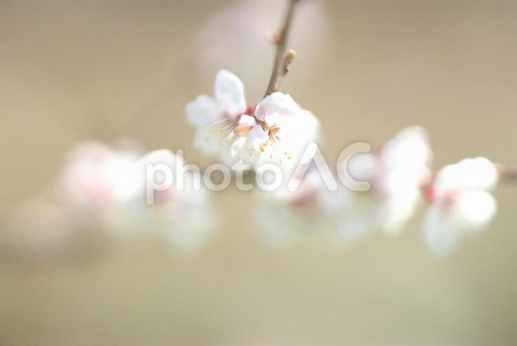 令和の平岡梅林公園 梅林公園,花,コピースペースの写真素材