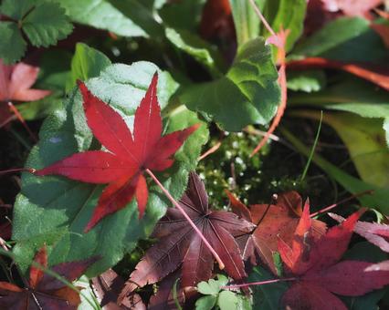 足下の秋の風景 しずく,秋,雨粒の写真素材