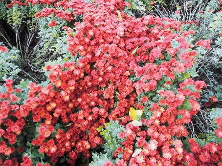 赤いキクの花 菊,花,キクの写真素材