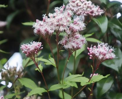 もふもふの花の写真