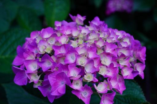 Hydrangea flowers, JPG
