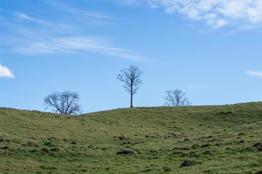 晩秋の丘の頂上に立つ裸木の静寂な姿 丘,裸木,草原の写真素材