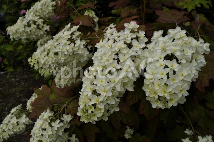 白いアジサイの花の純粋さ あじさい,アジサイ,紫陽花の写真素材