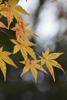 紅葉 紅葉の写真