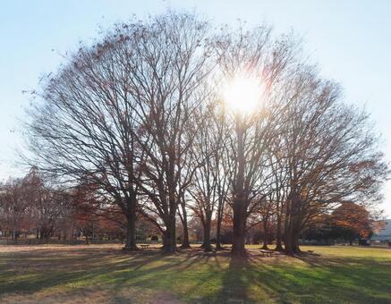 冬木立に差し込む夕陽の光芒と長い影 逆光,木漏れ日,冬の木の写真素材