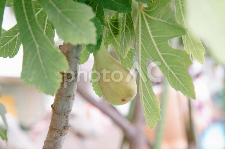 いちじくの実 いちじく,無花果,イチジクの写真素材