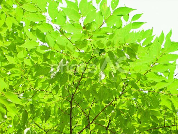 森の木漏れ日 新緑,青空,空の写真素材