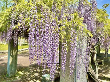 藤の花 藤の花の写真