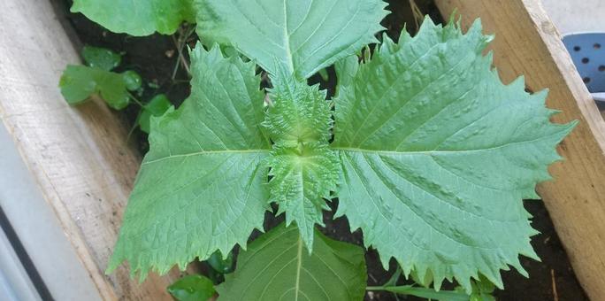 青紫蘇 家庭菜園,プランター,青紫蘇の写真素材