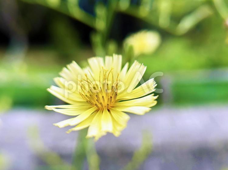 アキノノゲシのクローズアップ アキノノゲシ,クローズアップ,秋の写真素材