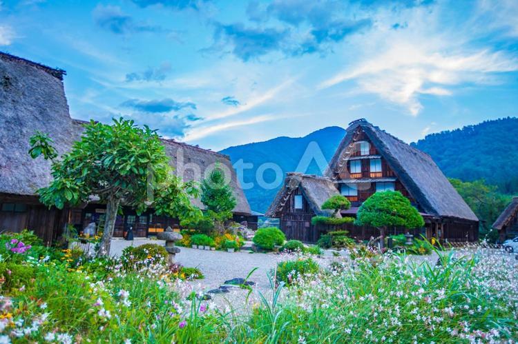 岐阜県　白川郷の風景　 白川郷,岐阜県,風景の写真素材