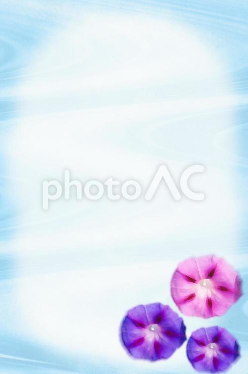 暑中見舞い背景　あさがお 暑中見舞い,あさがお,水色の写真素材