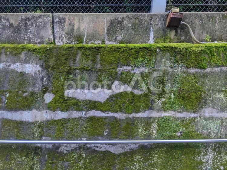 苔に覆われた擁壁 コンクリート,壁,テクスチャーの写真素材