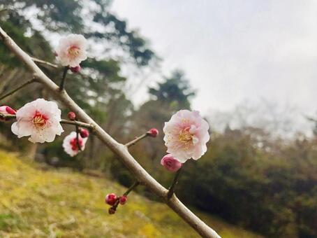 桜 桜の写真