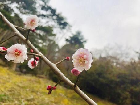 Cherry Blossoms, cherry blossoms, flowering, bud, JPG