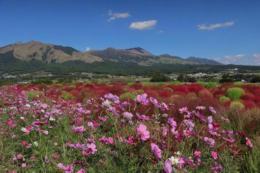 阿蘇山とコキアとコスモス 阿蘇,南阿蘇,阿蘇山の写真素材