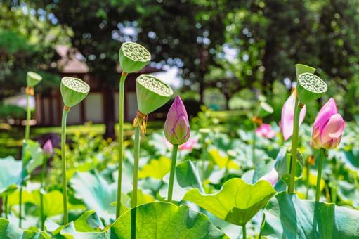 古代ハスの花6ー37の写真