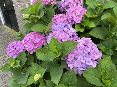 紫陽花の花 紫陽花,道ばた,紫色の写真素材