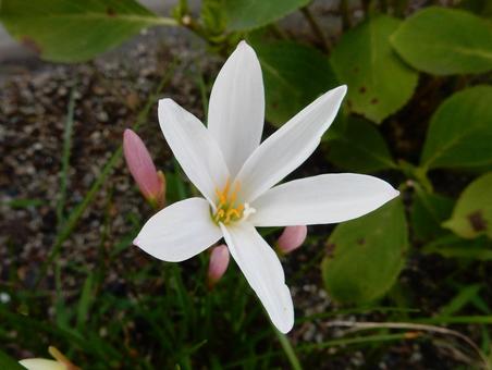 【花の写真】 タマスダレ(玉簾) 【花の写真】 タマスダレ(玉簾)の写真