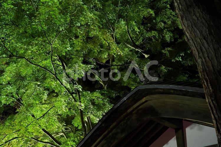 夜景　屋根の上の緑 もみじ,紅葉,屋根の写真素材