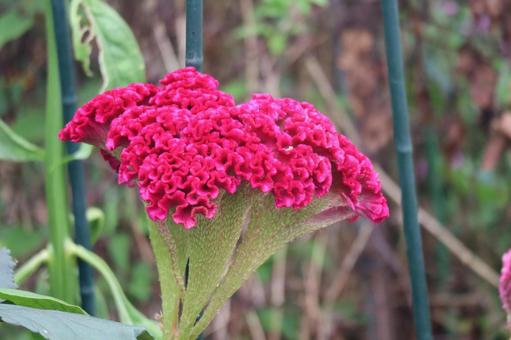 赤い花びらのケイトウの花のアップ 赤い花びらのケイトウの花のアップの写真