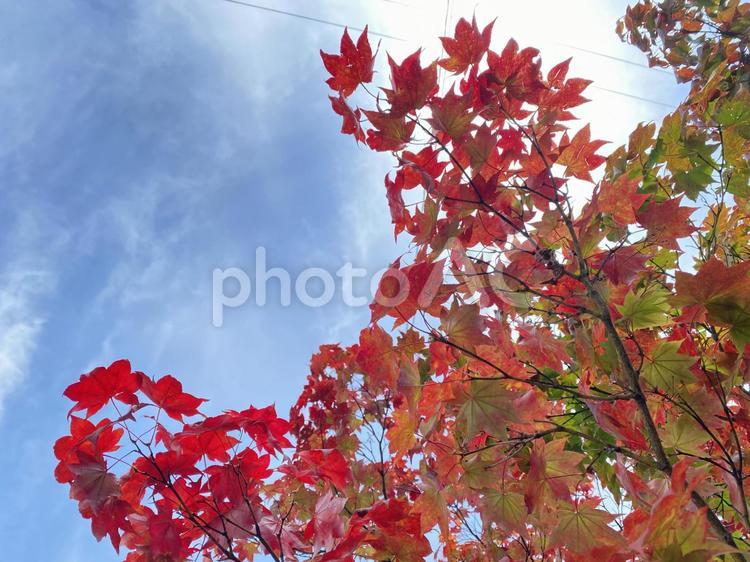 自宅の紅葉の木 紅葉,秋,雨上がりの写真素材