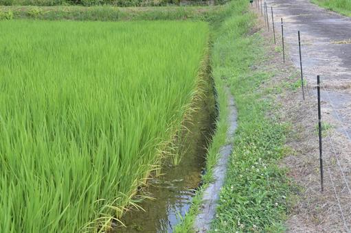 獣害対策のために電気柵で囲まれた田んぼ 水田,田園,田んぼの写真素材