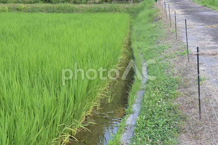 獣害対策のために電気柵で囲まれた田んぼ 水田,田園,田んぼの写真素材