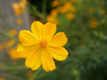 コスモスの写真