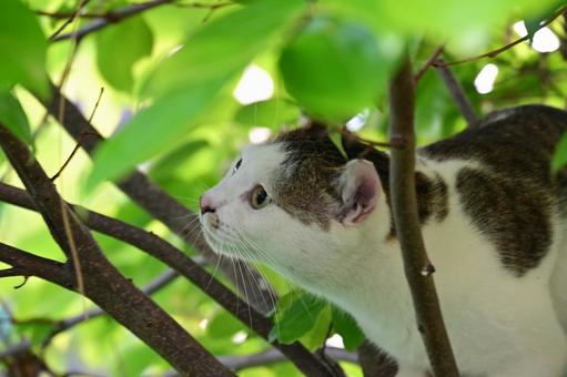 A cat staring at something in the midst of fresh greenery, cat, cute, fresh green, JPG