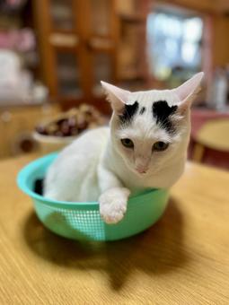 カゴねこ オトちゃん カゴねこ オトちゃん ねこ,かわいい,ペットの写真素材