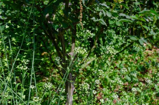 春の日差しを浴びるナズナの花 ナズナ,春,花の写真素材