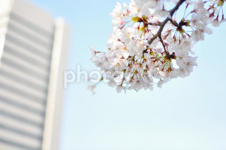 桜と青空とビル 桜,さくら,サクラの写真素材