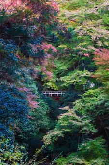 紅葉風景 紅葉風景,紅葉,箕面の写真素材