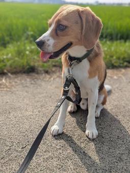 Beagle puppy and rice field road, JPG