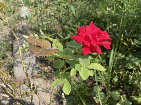 自然と花46 自然と花46の写真